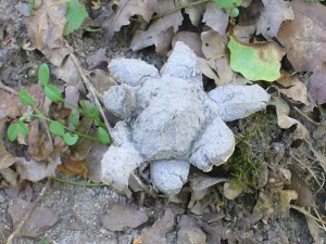 Das Geheimniss dieses originellen "Erdsterns" konnte schnell gelüftet werden. Ein sternförmige aufgeplatzter Kartoffelbovest! Foto: 08. August 2009 Gebiet "Obere Seen" bei Sternberg.