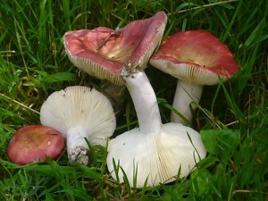 Eine Augenweide waren diese schönen Blutroten Täublinge (Russula sanguinea) unter Kiefern.