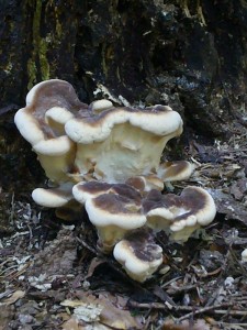 Riesenporlinge (Merpilus giganteus) in ganz jung. Mehrere alte Eichenstubben hatten inihrer Umgebung teils gigantische Exemplare dieser Art. Jung essbar