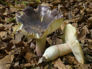 Nicht ganz klar ist uns die Zugehörigkeit dieser beiden Täublinge aus der Umgebung des Violettstieligen Täublings (Russula violeipes). Es könnte sich auch um den Samttäubling (Russula amoena) oder den Brätlingstäubling (Russula amoenicolor9 handeln.