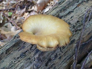 Auf einem liegenden Buchenstamm erfreute uns der Löwengelbe Porling (Polyporus varius).