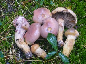 Unter Kiefern fanden wir den Kupferroten Gelbfuß (Chroogomphus rutilus). Er ist ein guter Speisepilz, dessen Fleisch sich bem Schmoren violett verfärbt. 05.09.2009.