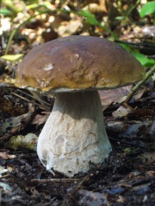 Und das wußte auch dieser schöne Steinpilz (Boletus edulis) und wird morgen unsere Ausstellung bereichern. Standortfoto Roter See am 05.09.2009. 