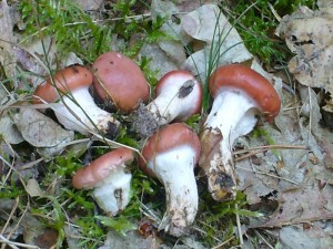 Ein Höhepunkt waren auch diese Rosenroten Gelbfüße (Gomphidius roseus). Sie wachsen meist mit dem Kuhröhrling zusammen. Hier waren aber nur die Gelbfüße zu sehen. Da der Standort mir aber bekannt ist, weiß ich, dass es hier den Kuhröhrling ebenfalls gibt. Möglicherweise erscheint er etwas später.