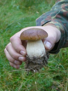 Mitten auf dem Wadweg stand dieser schöne Steinpilz nachdem wenige Meter vorher der Steinpilzzeiger: Mehlpilz ein Achtungszeichen setzte.