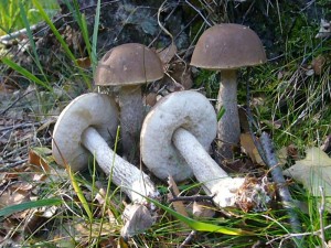 Der Graugrüne Birkenpilz (Leccinum thalassinum) ist hier eine Charakterart. Standortfoto am 20. 09.2009 im Roggendorfer Moor.