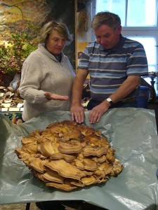 Einen wirklich gigantischen Riesenporling (Meripilus giganteus) fanden heute die Pilzfreunde Schüler und brachten das Prachtstück zur Ausstellung in unseren "Steinpilz". 01.10.2009 