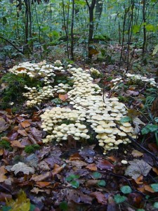 Schwefelköpfe, Hallimasch und Stockschwämmchen überzogen so manchen Baumstumpf.