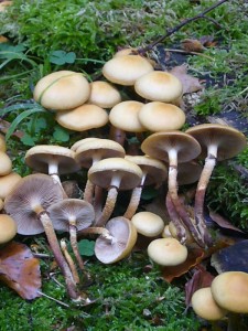 Wunderbare Stockschwämmchen (Kuehneromyces mutabilis) heute im Klaasbachtal bei Neukloster. Sie zählen zu den besten und schmackhaftesten Pilzen unserer heimischen Wälder.