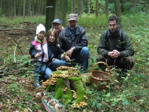 Und so viele Stockschwämmchen . Hmmm, die werden schmecken!