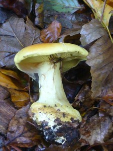 Zum Schluß fanden wir noch diesen Prächtigen Klumpfuß (Cortinarius auroturbinatus).