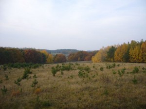 Goldene Oktoberlandschaft bei Jülchendorf am 31.10.2009.