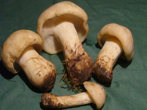 Maipilz (Calocybe gambosa) gefunden am 12. Dezember 2009 auf dem Jahnsportplatz in Wismar. Maipilze oder Mai-Ritterlinge gehören zu unseren ergiebigsten und beliebtesten Frühlingspilzen. Vereinzelt können sie im Herbst auftauchen. Der Dezember gehört allerdings schon zum Winter. Foto: 14.12.2009.