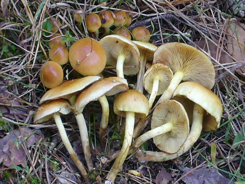 Zweifarbiger Schüppling (Pholiota spumosa).Diese nicht besonders häufige Art wächst im Herbst in sandigen Streureichen Nadelwäldern. 