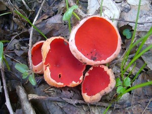 Östereichischer Prachtbecherling (Sarcoscypha austriaca). Dieser, bei uns eigentlich ziemlich seltene Pilz des zeitigen Frühjahrs, scheint sich zunehmend auszubreiten und häufiger zu werden. Standortfoto am 30. März 2010 in den Rohltorfer Tannen, noch im Stadtgebiet von Wismar.