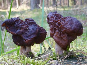 Frühjahrslorchel (Gyromitra esculnta). Die Pilze haben ihre eigene Ästhetik. Standortfoto im Naturpark Sternberger Seenland am 14. April 2010.