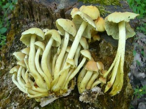 Grünblättriger Schwefelkopf (Hypholoma fasciculare) Giftig. Die Pilze wuchen heute im Tarnewitzer Urwald.