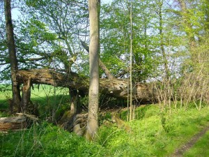 Wie es sich für einen Urwald gehört, dürfen die Bäume hier alt werden und umfallen wenn es ihnen paßt. Pilze sorgen dann mit anderen Organismen dafür, dass aus ihnen im laufe der Zeit wertvoller Humus wird. 