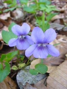 Wald - Veilchen (Viola silvestris) 01. Mai 2010.