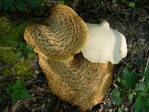 Diese Schuppigen Porlinge (Polyporus squamosus) taugten nicht mehr zum Essen. Sie werden die Pilzausstellung bereichern. 01. Mai 2010.