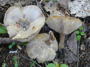 Beinahe übersehen haben wir diese Kurzstieligen Weichritterlinge (Melanoleuca brevipes) die zusammen mit einem Zweisporigen Champignon plötzlich am Wegrabd auftauchten. Essbar. Standortfoto am 01. Mai 2010 im Tarnewitzer Urwald.