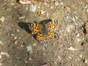 Schmetterlinge flogen hier heute mehrere Arten. Das könnte hier ein Diestelfalter sein, der ähnlich wie die Zugvögel im Frühling aus Süreuropa bei uns eintreffen