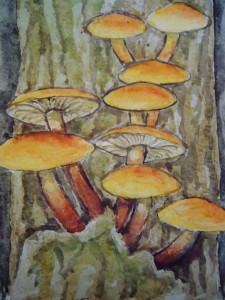 Samptfuß - Winterpilz (Flammulina velutipes)