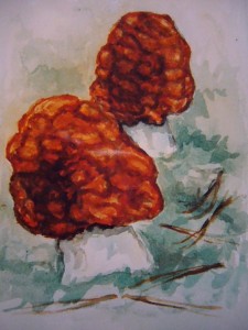 Frühjahrslorchel (Gyromitra esculenta)