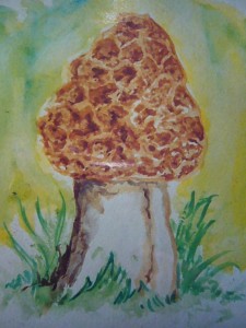 Dickfuß - Morchel (Morchella esculenta var. crassipes)