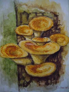 Schuppiger Porling (Polyporus squamosus)