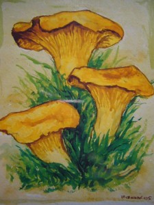 Echter Pfifferling (Cantharellus cibarius)