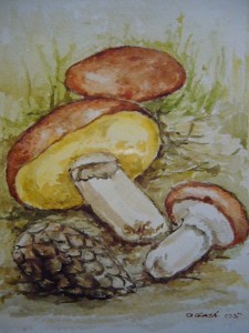 Butterpilz (Suillus luteus)