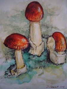 Fuchsiger Scheidenstreifling (Amanita fulva)