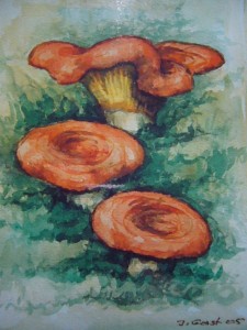 Edel - Reizker (Lactarius deliciosus)