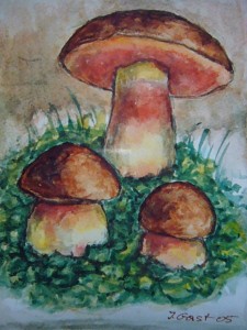 Flockenstieliger Hexen - Röhrling (Boletus erythropus)