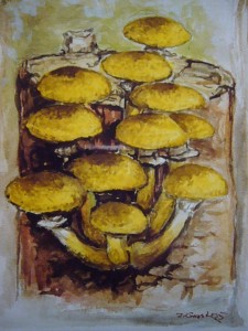 Honiggelber Hallimasch (Armillaria mellea)