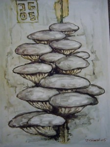 Austern - Seitling (Pleurotus ostreatus)