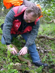 Hier fotografiert Thomas Harm gleich zu Beginn ein Büschel essbare Rosablättrige Helmlinge. 15. Mai 2010.