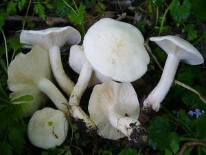 Maipilz (Calocybe gambosa) Guter Speisepilz. Standortfoto am 24. Mai 2010.