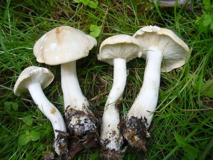 Gleich daneben am Waldwegrand standen diese schönen Maipilze (Calocybe gambosa). Wir sollten ihnen heute noch öfters Begegnen. Standortfoto im Wald bei Börzow am 29. Mai 2010.