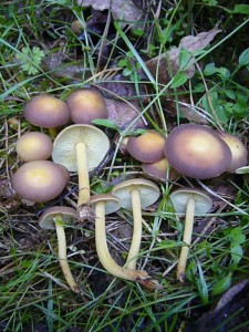 Wunderschön und eine Freude für mich waren diese nicht häufig vorkommenden Gelbblättrigen Rüblinge (Collybia exculpta), die von einigen Mykologen nur als gelbblättrige Form des viel häufigeren Waldfreund Rüblings angesehen wird. Wie auch immer, ein schönes Pilzchen ist er allemal. Standortfoto im Wald bei Börzow am 29. Mai 2010. 