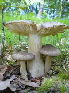 Auch der große Breitblättrige Rübling (Megacollybia platyphylla) war wieder Vertreten. Ein häufiger Blätterpilz um diese Jahreszeit. Standortfoto am 29. Mai 2010 im Wald bei Börzow.