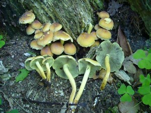 Der giftige Grünblättrige Schwefelkopf schmeckt bitter, was ein Vorzug für einen Giftpilz ist. Ihn kann man fast ganzjährig antreffen. Standortfoto am 29. Mai 2010 im Wald bei Börzow.