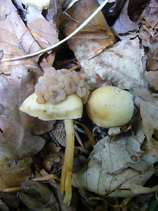 Diese morchelloide Missbildung bei Waldfreund - Rübling wird durch einen parasiäten Pilz verursacht. Standotfoto am 05. Juni im Lankower Wald.