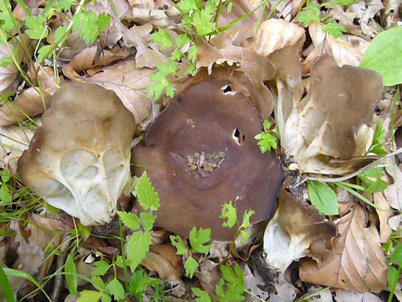 Zu den besseren Arten zählte die Hochgerippte Becher - Lorchel (Helvella acetabulum). Sie erfährt in diesem Jahr einen ungewöhlich üppigen Wachstumsschub. Wir fanden sie hier mehrfach in Menden längst der Waldwege. Standotfoto am 05. Juni 2010. 