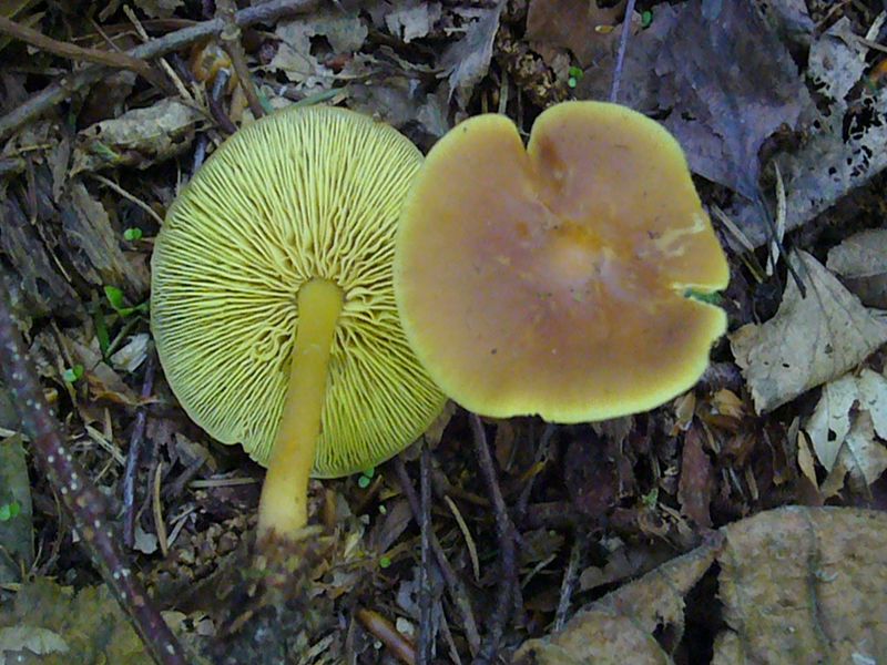 Wesentlich seltener als der ähnliche Waldfreund Rübling, findet man den Gelbblättrigen Rübling (Collybia exculpta). Standortfoto im Lankower Wald am 05. Juni 2010.