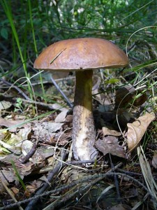 So etwas wollen viele finden, aber Röhrlinge gab es heute, bis auf zwei Birkenpilze (Leccinum sacabrum) keine. Standortfoto in den Questiner Tannen am 12. Juni 2010.