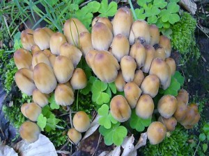 Dafür landeten, was sonst eher selten der Fall ist, die Glimmertintlinge (Coprinus micaceus) in den Sammelbehältnissen der Pilzfreunde. Jung und ohne Alkohol können sie gegessen werden, am besten als Suppenpilz und dann sofort zubereiten.