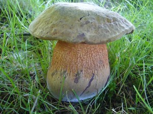 Im Schatten einer Linde stand einsam und allein dieser schöne Netzstielige Hexen - Röhrling (Boletus luridus). Er ist gur erhitzt essbar, soll aber an Speisewert dem Flockenstieligen Hexen - Röhrling nachstehen. Standortfoto am 22. Juni 2010 in der Parkanlage am Seeblick.