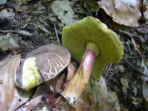 Auch Rotfuß - Röhrlinge (Xerocomus chrysenteron) waren vereinzelt zu finden. 27. Juni 2010.